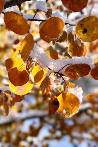《白雪覆盖秋叶